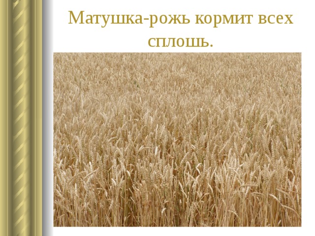 Матушка-рожь кормит всех сплошь. 