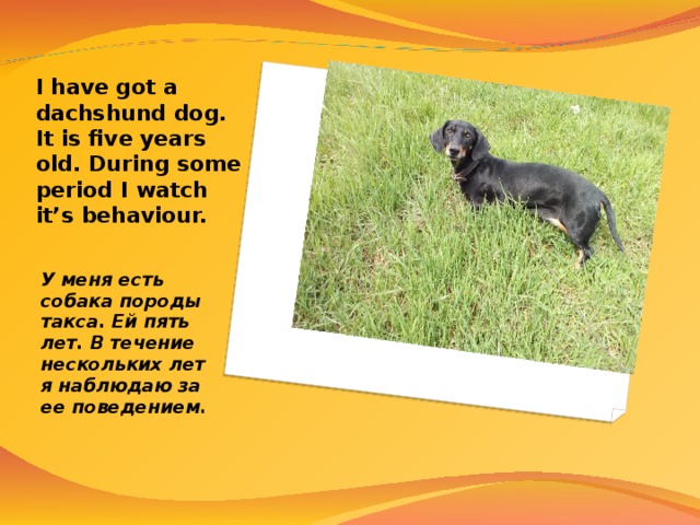 I have got a dachshund dog. It is five years old. During some period I watch it’s behaviour. У меня есть собака породы такса. Ей пять лет. В течение нескольких лет я наблюдаю за ее поведением . 