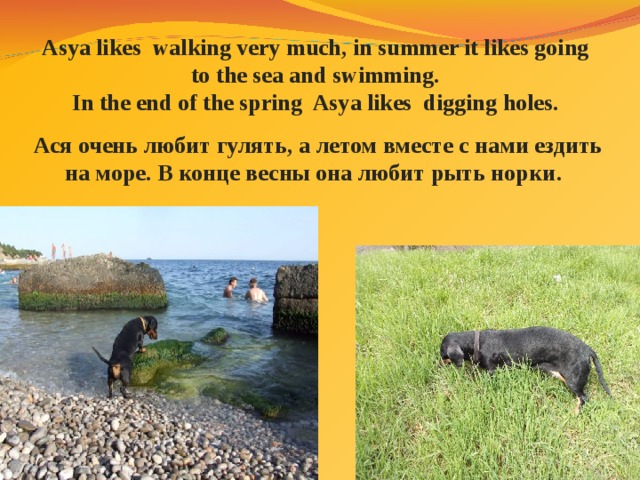 Asya likes walking very much, in summer it likes going to the sea and swimming. In the end of the spring Asya likes digging holes.  Ася очень любит гулять, а летом вместе с нами ездить на море. В конце весны она любит рыть норки .  