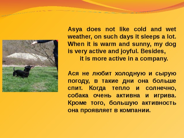 Asya does not like cold and wet weather, on such days it sleeps a lot. When it is warm and sunny, my dog is very active and joyful. Besides, it is more active in a company.  Ася не любит холодную и сырую погоду, в такие дни она больше спит. Когда тепло и солнечно, собака очень активна и игрива. Кроме того, большую активность она проявляет в компании. 