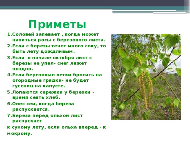 Приметы 1.Соловей запевает , когда может напиться росы с березового листа. 2.Если с березы течет много соку, то быть лету дождливым. 3.Если в начале октября лист с березы не упал- снег ляжет поздно. 4.Если березовые ветки бросить на огородные грядки- не будет гусениц на капусте. 5.Лопаются сережки у березки - время сеять хлеб. 6.Овес сей, когда береза распускается. 7.Береза перед ольхой лист распускает к сухому лету, если ольха вперед - к мокрому.  