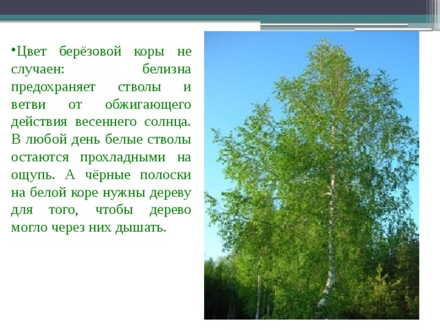 Цвет берёзовой коры не случаен: белизна предохраняет стволы и ветви от обжигающего действия весеннего солнца. В любой день белые стволы остаются прохладными на ощупь. А чёрные полоски на белой коре нужны дереву для того, чтобы дерево могло через них дышать. 