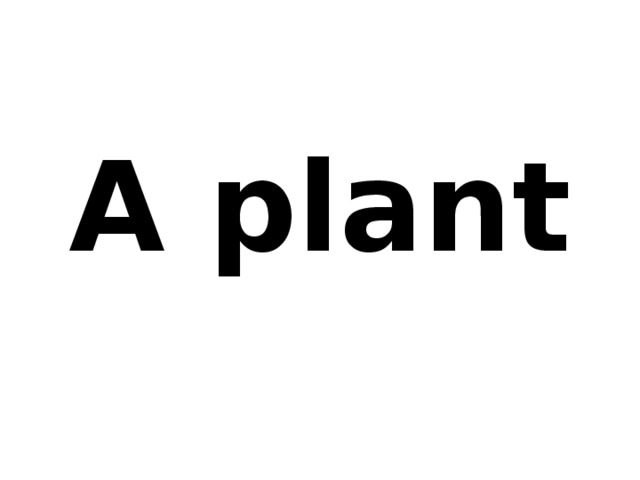 A plant 