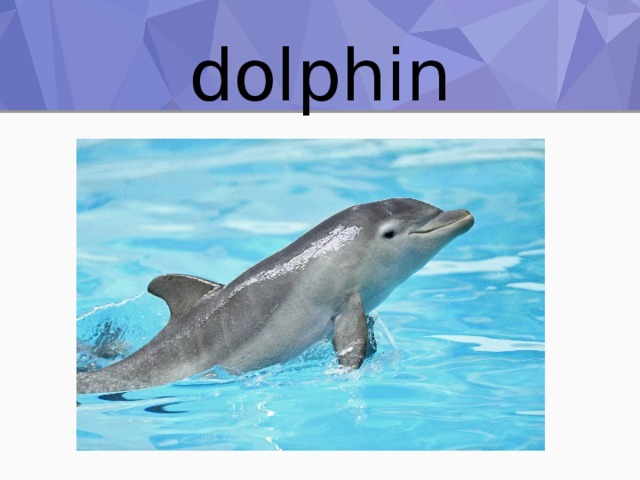 dolphin 