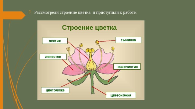 Рассмотрели строение цветка и приступили к работе. 