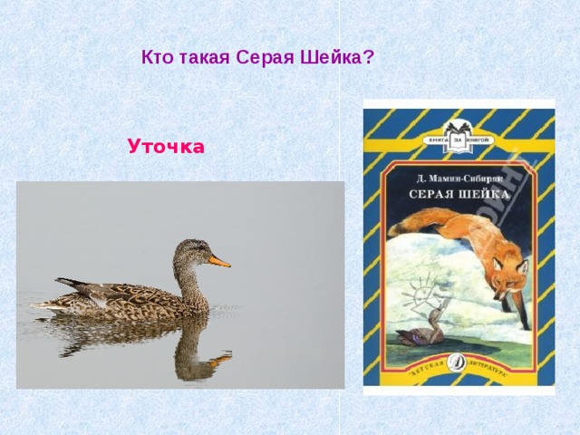 Кто такая Серая Шейка? Уточка 