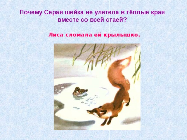 Почему Серая шейка не улетела в тёплые края вместе со всей стаей? Лиса сломала ей крылышко. 