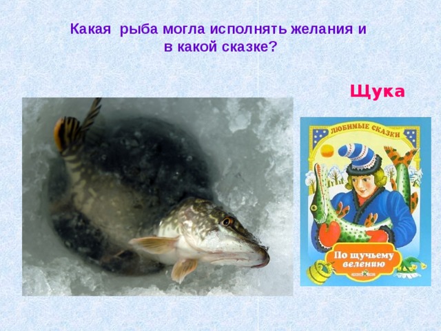 Какая рыба могла исполнять желания и  в какой сказке?  Щука 
