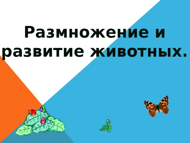Размножение и развитие животных. 