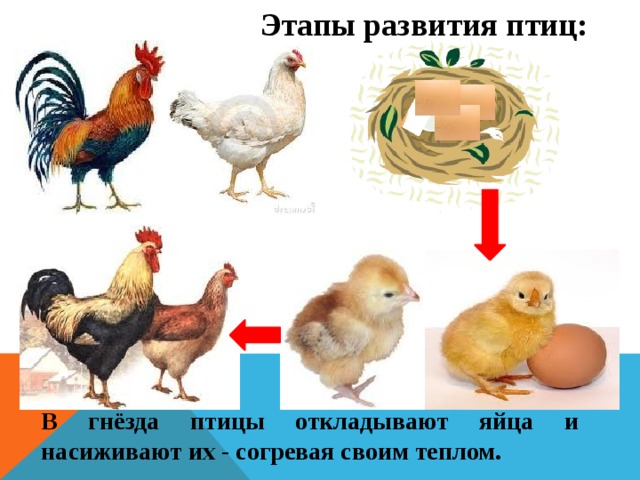 Этапы развития птиц: В гнёзда птицы откладывают яйца и насиживают их - согревая своим теплом.  
