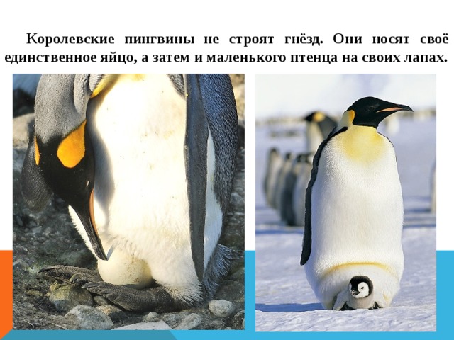 Королевские пингвины не строят гнёзд. Они носят своё единственное яйцо, а затем и маленького птенца на своих лапах. 