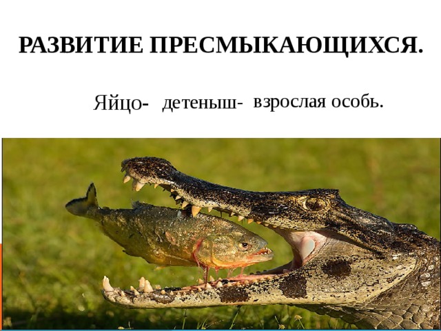 Развитие пресмыкающихся. Яйцо- взрослая особь. детеныш- 