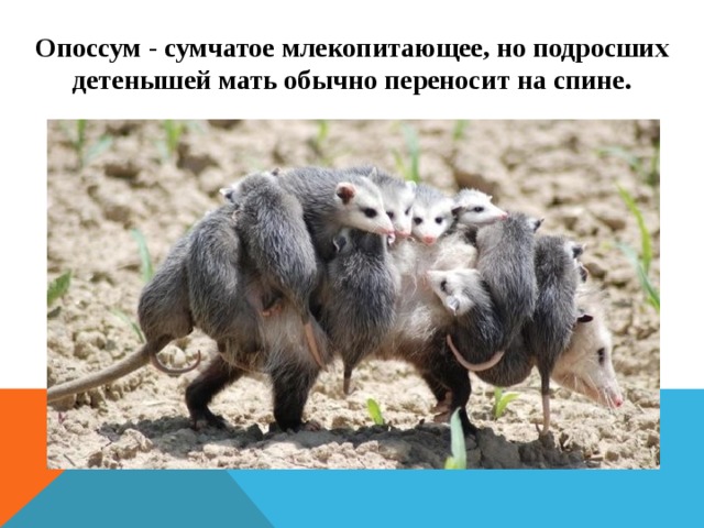 Опоссум - сумчатое млекопитающее, но подросших детенышей мать обычно переносит на спине.   