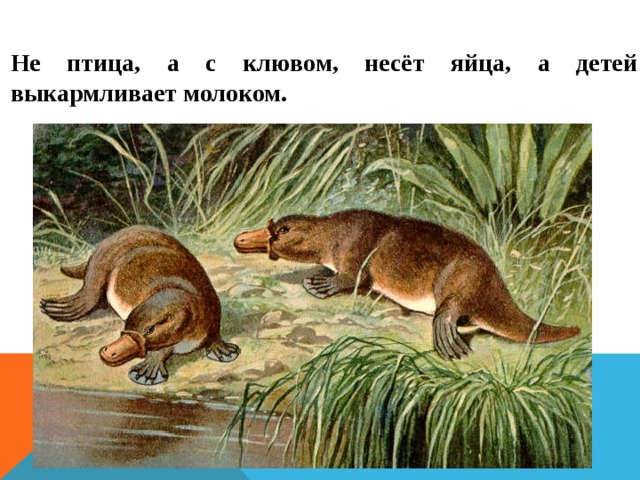Не птица, а с клювом, несёт яйца, а детей выкармливает молоком. 