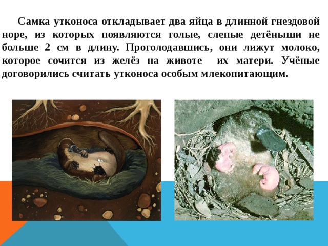 Самка утконоса откладывает два яйца в длинной гнездовой норе, из которых появляются голые, слепые детёныши не больше 2 см в длину. Проголодавшись, они лижут молоко, которое сочится из желёз на животе их матери. Учёные договорились считать утконоса особым млекопитающим. 