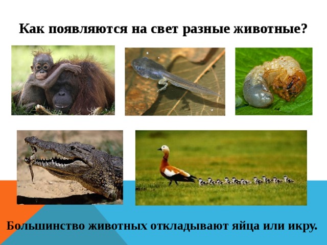 Как появляются на свет разные животные? Большинство животных откладывают яйца или икру. 
