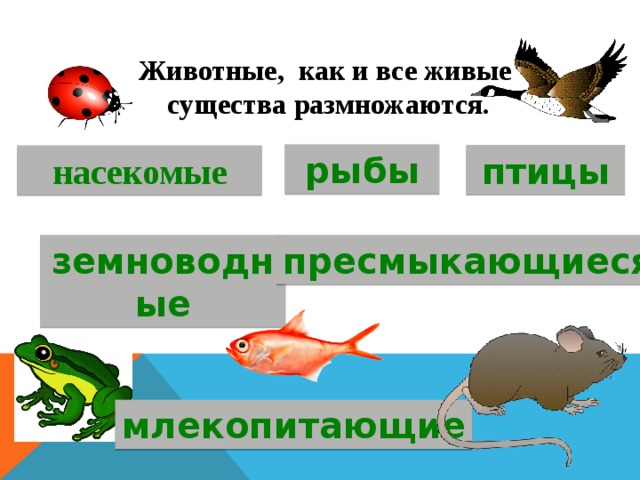 Животные, как и все живые  существа размножаются. рыбы птицы насекомые пресмыкающиеся земноводные млекопитающие 