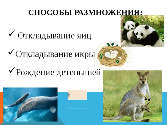 Способы размножения:  Откладывание яиц Откладывание икры Рождение детенышей 