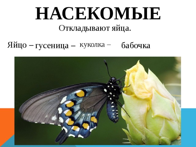 Насекомые Откладывают яйца. Яйцо – куколка – бабочка гусеница – 