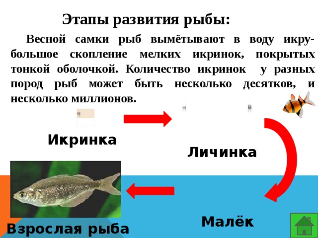Этапы развития рыбы: Весной самки рыб вымётывают в воду икру- большое скопление мелких икринок, покрытых тонкой оболочкой. Количество икринок у разных пород рыб может быть несколько десятков, и несколько миллионов. Икринка Личинка Малёк Взрослая рыба 