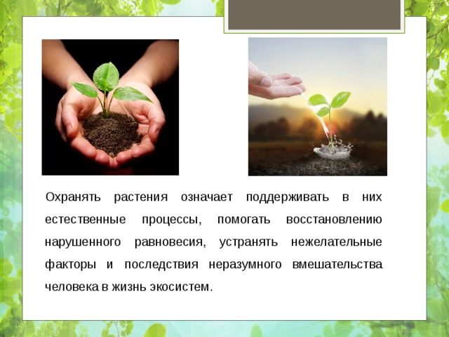 Охранять растения означает поддерживать в них естественные процессы, помогать восстановлению нарушенного равновесия, устранять нежелательные факторы и последствия неразумного вмешательства человека в жизнь экосистем. 