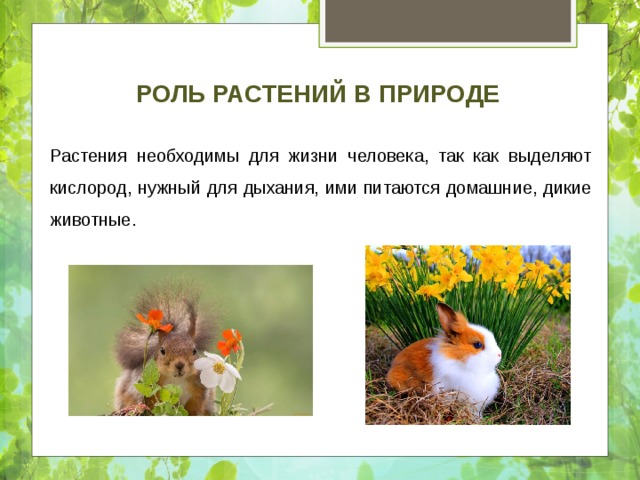 Роль растений в природе Растения необходимы для жизни человека, так как выделяют кислород, нужный для дыхания, ими питаются домашние, дикие животные. 