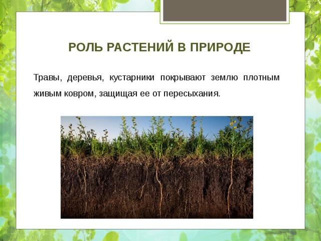 Роль растений в природе Травы, деревья, кустарники покрывают землю плотным живым ковром, защищая ее от пересыхания. 
