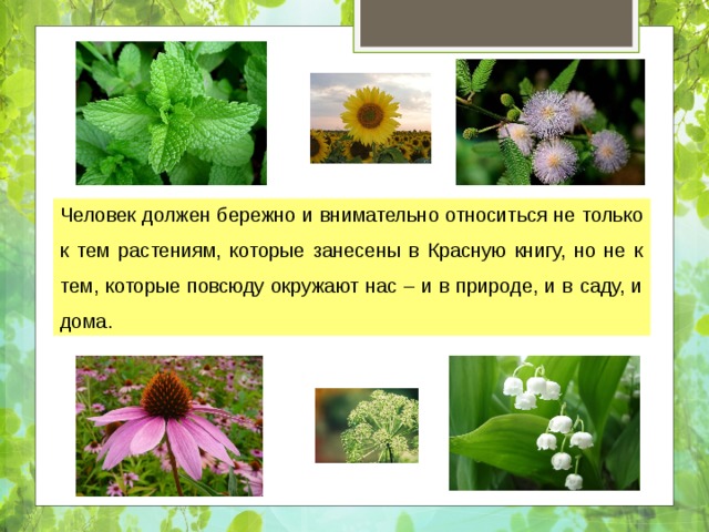 Человек должен бережно и внимательно относиться не только к тем растениям, которые занесены в Красную книгу, но не к тем, которые повсюду окружают нас – и в природе, и в саду, и дома. 