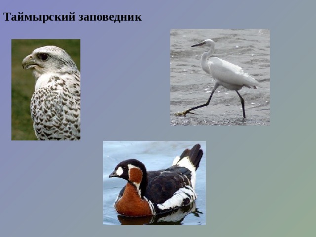 Таймырский заповедник 