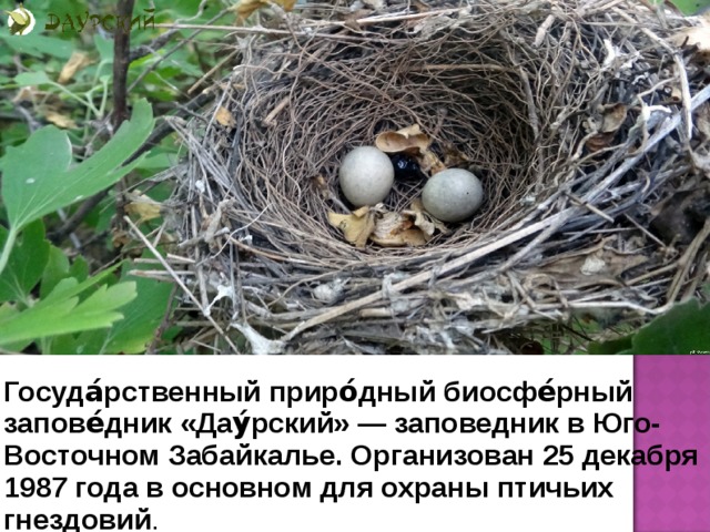 Госуда́рственный приро́дный биосфе́рный запове́дник «Дау́рский» — заповедник в Юго-Восточном Забайкалье. Организован 25 декабря 1987 года в основном для охраны птичьих гнездовий .  