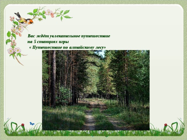 Вас ждёт увлекательное путешествие на 5 станциях игры  « Путешествие по алтайскому лесу» 
