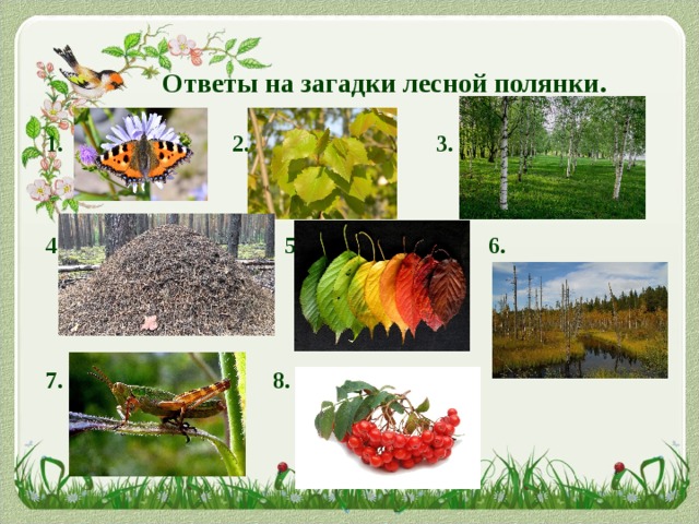   Ответы на загадки лесной полянки. 1. 2. 3.   4. 5. 6.    7. 8.   