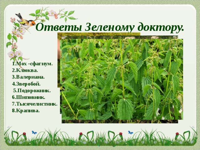    Ответы Зеленому доктору. 1.Мох -сфагнум. 2.Клюква. 3.Валериана. 4.Зверобой.  5.Подорожник. 6.Шиповник. 7.Тысячелистник. 8.Крапива. 