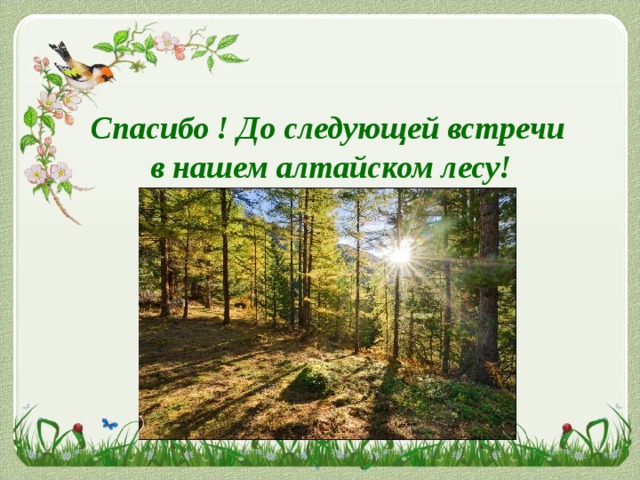 Спасибо ! До следующей встречи  в нашем алтайском лесу! 