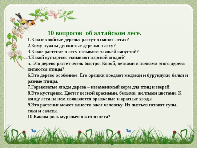  10 вопросов об алтайском лесе. 1.Какие хвойные деревья растут в наших лесах? 2.Кому нужны дуплистые деревья в лесу? 3.Какое растение в лесу называют заячьей капустой? 4.Какой кустарник называют царской ягодой? 5. Это дерево растет очень быстро. Корой, ветками и почками этого дерева питаются птицы? 6.Это дерево особенное. Его орешки поедают медведи и бурундуки, белки и разные птицы. 7.Горьковатые ягоды дерева – незаменимый корм для птиц и зверей. 8.Это кустарник. Цветет весной красными, белыми, желтыми цветами. К концу лета на нем появляются оранжевые и красные ягоды 9.Это растение может нанести ожог человеку. Из листьев готовят супы, соки и салаты. 10.Какова роль муравьев в жизни леса? 