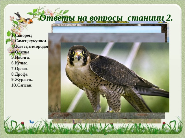  Ответы на вопросы станции 2. 1.Скворец. 2.Самец кукушки.  3.Клест,зимородок 4.Оляпка 5.Иволга. 6.Кулик. 7.Орлан. 8.Дрофа. 9.Журавль. 10.Сапсан. 