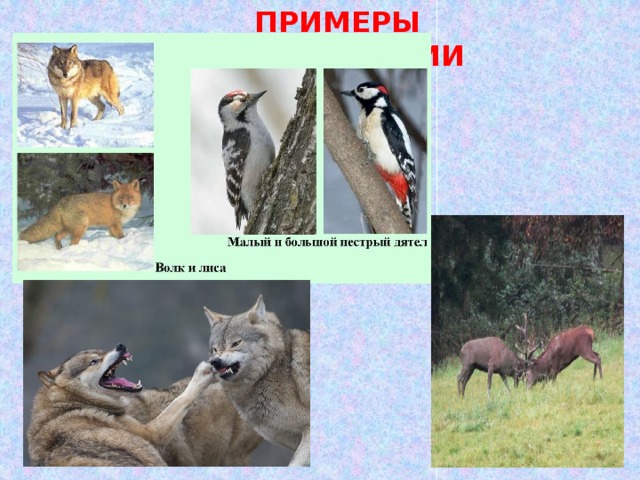 ПРИМЕРЫ КОНКУРЕНЦИИ 