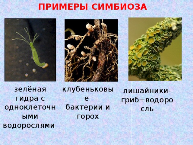 ПРИМЕРЫ СИМБИОЗА зелёная гидра с одноклеточными водорослями клубеньковые бактерии и горох лишайники- гриб+водоросль 