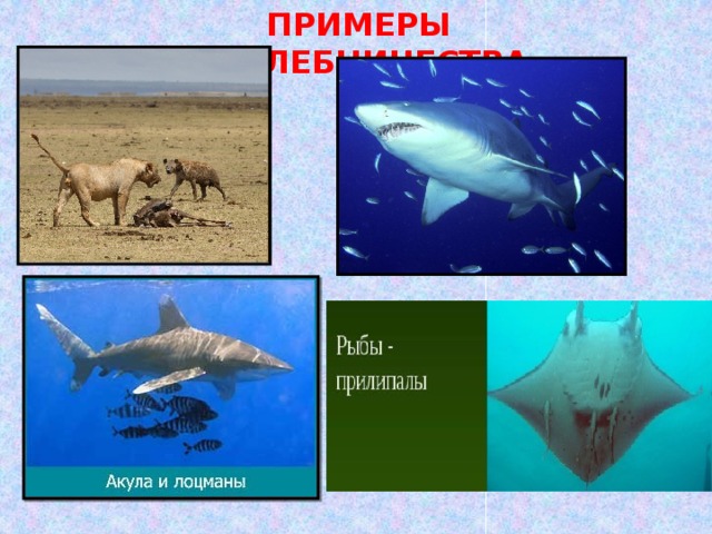 ПРИМЕРЫ НАХЛЕБНИЧЕСТВА 