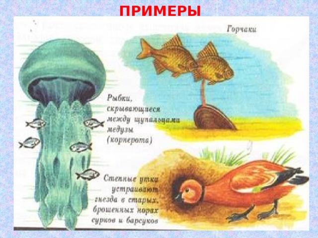 ПРИМЕРЫ КВАРТИРАНСТВА 