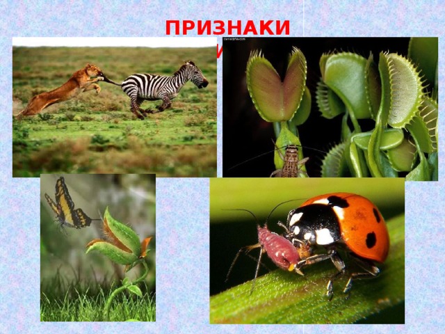 ПРИЗНАКИ ХИЩНИЧЕСТВА 