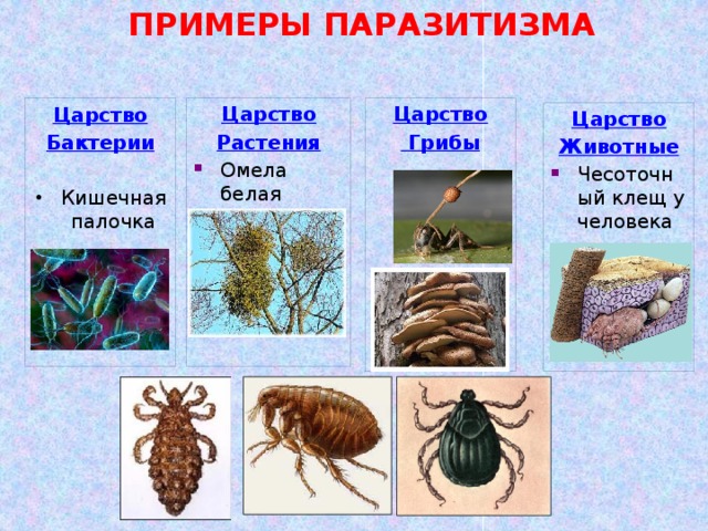 ПРИМЕРЫ ПАРАЗИТИЗМА Царство Царство Царство Бактерии Растения  Грибы  Омела белая Кишечная палочка Царство Животные Чесоточный клещ у человека 