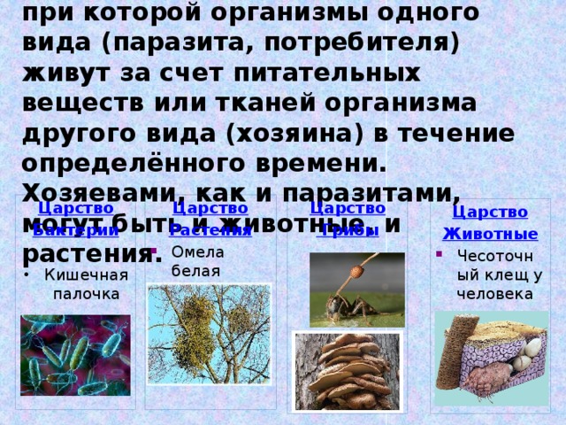 Паразитизм — это форма взаимоотношений между видами, при которой организмы одного вида (паразита, потребителя) живут за счет питательных веществ или тканей организма другого вида (хозяина) в течение определённого времени. Хозяевами, как и паразитами, могут быть и животные, и растения. Царство Царство Царство Растения Бактерии  Грибы Омела белая  Кишечная палочка Царство Животные Чесоточный клещ у человека 
