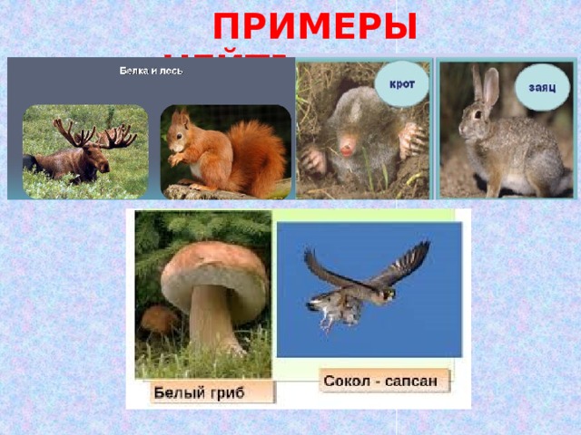 ПРИМЕРЫ НЕЙТРАЛИЗМА 