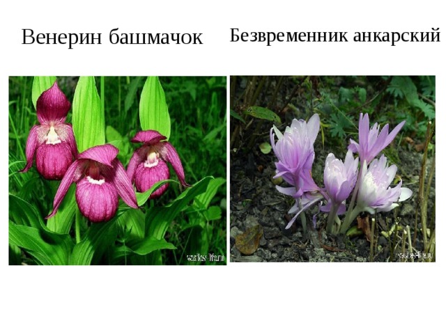 Венерин башмачок Безвременник анкарский 