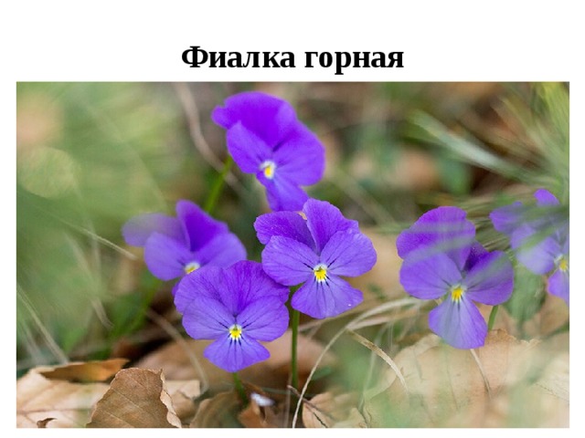 Фиалка горная 