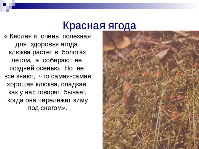Красная ягода  « Кислая и очень полезная для здоровья ягода клюква растет в болотах летом, а собирают ее поздней осенью. Но не все знают, что самая-самая хорошая клюква, сладкая, как у нас говорят, бывает, когда она перележит зиму под снегом». 