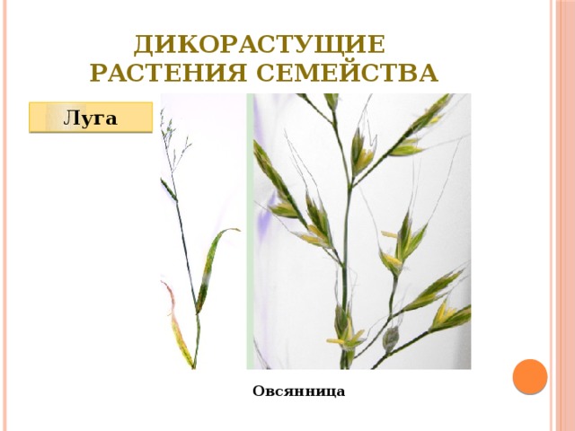 Дикорастущие  растения семейства Луга Овсянница 