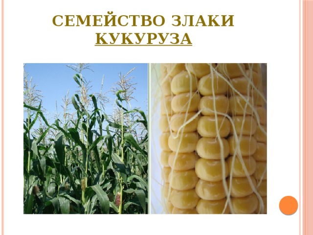 Семейство Злаки  Кукуруза 