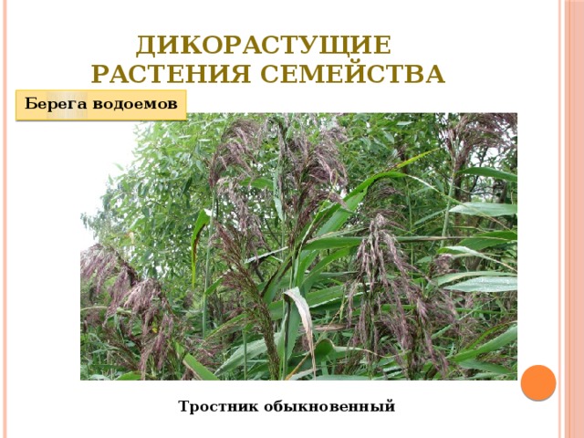Дикорастущие  растения семейства Берега водоемов Тростник обыкновенный 